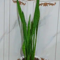 گل طبیعی سانسوریا پایه بلند و کوتاه|گل و گیاه طبیعی|روانسر, |دیوار