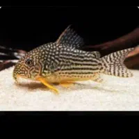 فروش ماهی زینتی