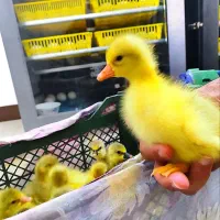 جوجه غاز سالم ۴ روزه