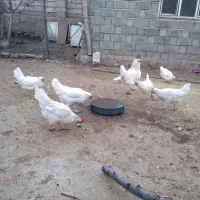 مرغ وخروس واورک وغاز|حیوانات مزرعه|مرند, |دیوار