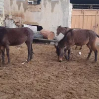 فروش قاطر کاری وباری وکره وارسلا به تمام نقاط کشوی