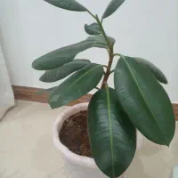 گل طبیعی|گل و گیاه طبیعی|فردیس, فردیس|دیوار