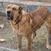 سگ سرابی|سگ|مرند, |دیوار