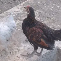 ۱۴عدد تخم مرغ نطفه دار گلین و ۴تا طاقچه|حیوانات مزرعه|مشهد, نوید|دیوار