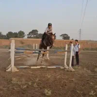 اسب|اسب و تجهیزات اسب‌سواری|باقرشهر, |دیوار