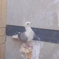 کفتر