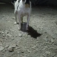 ماده گریدین