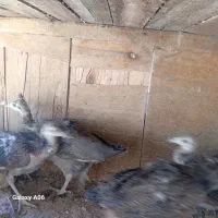 جوجه‌طاووس‌مرغ‌کوهی‌اردک‌پنگوینی‌واسراییلی|حیوانات مزرعه|قم, نخودی|دیوار