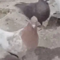 تعدادی کفتر قاطی|پرنده|شیراز, نیستان|دیوار