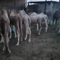 فروش انواع شتر شیری کشتاری علی آباد ارسال داریم