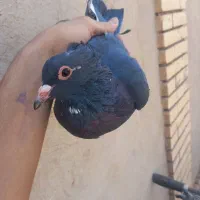 کفتر|پرنده|زرند, |دیوار