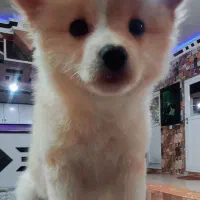 سگ پامر خرسی اصیل