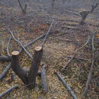 چوب زردالو|مصالح و تجهیزات ساختمان|بسطام, |دیوار