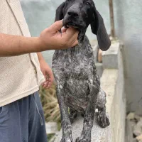 توله سگ شکاری پوینتر آلمانی اصیل ماده|سگ|بابل, |دیوار