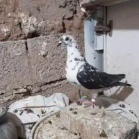 کبوتر