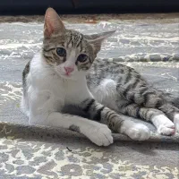 واگذاری گربه کاملا خانگی و آرام