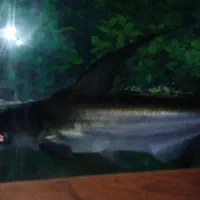 اکواریوم بالوازم و پنکوس وحشی