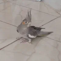 دو عدد عروس هلندی البینو(مرواریدی) و گل باقالی|پرنده|بیرجند, |دیوار