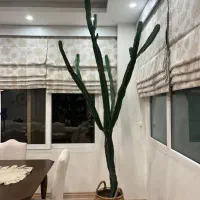 کاکتوس افوربیا|گل و گیاه طبیعی|کرج, فاز ۱ مهرشهر|دیوار