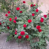 سوئیت دو خوابه نوساز در مرکز شهر