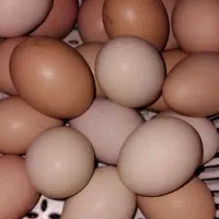 تخم مرغ محلی تازه و ارگانیک