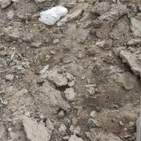 کود گوسفندی