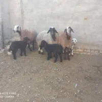 میش افشاری بره دار