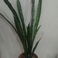 گل سانسوریا