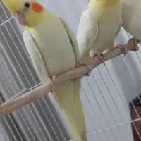 عروس هلندی|پرنده|رشت, کوی جام جم|دیوار