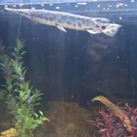 ماهی پولی، سر سوسماری ، لجن خوار ،اسکار