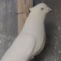 کبوتر اراکی گم شده