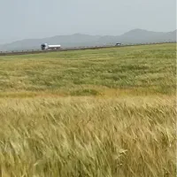 چهل هکتار زمین کشاورزی یک قطعه|فروش دفتر صنعتی، کشاورزی، تجاری|شراء, |دیوار