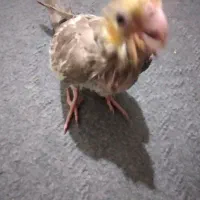 جوجه عروس هلندی دستی