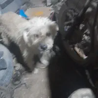 سگ پشمالو|سگ|اهواز, عین ۲|دیوار