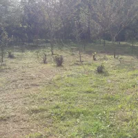 علف زدن|خدمات باغبانی و درختکاری|صومعه‌سرا, |دیوار