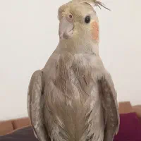 عروس هلندی|پرنده|سنندج, |دیوار