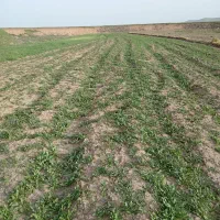 بذر گل سفید.بذر اصلاح شده اصل. تخم گل سفید|گل و گیاه طبیعی|کرمانشاه, |دیوار