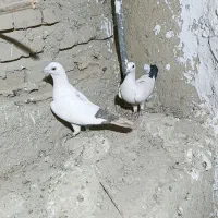 کبوتر دم قهوه ای و دم سیاه