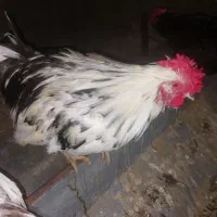 خروس گلین