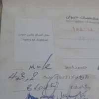 سگ پیتپول نر|سگ|رباط‌کریم, الارد|دیوار