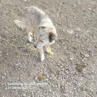 سگ هاسکی دستی وبازیگوش