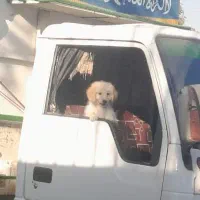 سگ شیتزو نر