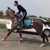 فروش اسب مادیون ترکمن