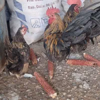 مرغ وخروس،سیبرایت،شهرک بهرام