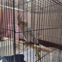 عروس هلندی ماده