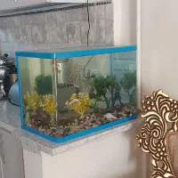 آکواریوم ماهی