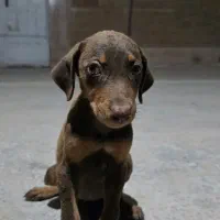 سگ دوبرمن ماده|سگ|اهواز, پادادشهر|دیوار