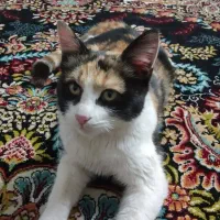 گربه گمشده