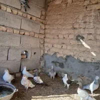 کفتر|پرنده|رضویه, |دیوار