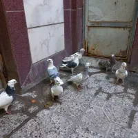 کبوترپلاکی سارسرور.پشت دار.طوقی.شامی|پرنده|خاوران, |دیوار